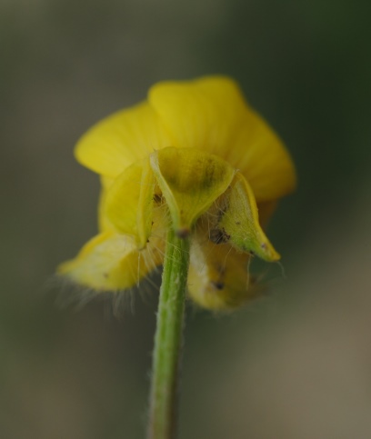 Ranunculus sardous / Ranuncolo sardo